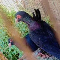 زاغ کرمانی  و تهرونی|پرنده|مشهد, شهرک مهرگان|دیوار