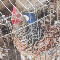 خروس گلین|حیوانات مزرعه|فولادشهر, B2|دیوار