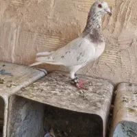 هفترنگ سرخ نر