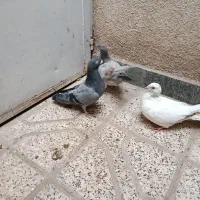 کفتر سفید جوجه جوان|پرنده|مشهد, بهاران|دیوار