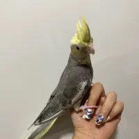 عروس هلندی دستی