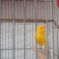 قناری نر|پرنده|قزوین, |دیوار