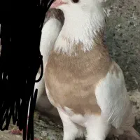 کفتر طوقی و شامی ماده گمشده