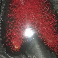 پخش ماهی قرمز گلدفیش و کوی