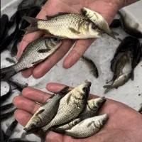 نوزاد ماهی کپور