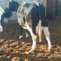 تلیسه آبستن وگاووگوساله گاو شیری|حیوانات مزرعه|تربت جام, میان جام|دیوار