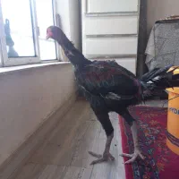 خروس مزرعه|حیوانات مزرعه|رشت, احمد گوراب|دیوار