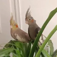 جوجه عروس هلندی
