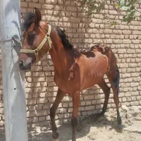 کره اسب دره شوری 2و 3ماهه|اسب و تجهیزات اسبسواری|داران, |دیوار