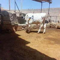 گوساله دورگ سیمنتال