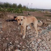 توله سگ  ۶ماه  مادر پژدر اصل پدر سرابی