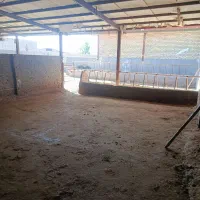 رهن خانه و گاوداری|اجارهٔ خانه و ویلا|تاکستان, |دیوار