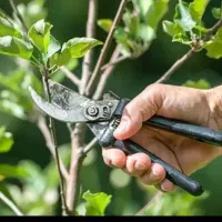 هرس کاری درخت باکادرمجرب