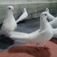 کبوترفروشی|حیوانات|ارومیه, |دیوار