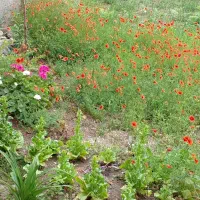 فروش چرم گاوی برای باغ وخزانه وگل وگیاه