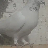 کفتر گرگی و ..|پرنده|چهارباغ, |دیوار