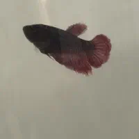 ماهی فایتر|ماهی|نیشابور, هفده شهریور|دیوار