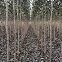 عرضه نهال صنوبر لیبل‌دار تضمین کیفیت و اصالت