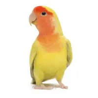 فروش کوتوله برزیلی نر