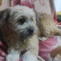 سگ باهوش و حرف گوش کن