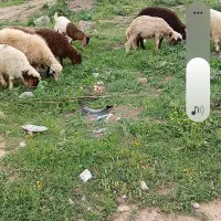 بره نر و ماده