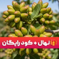 خرید نهال مستقیم از نهالستان + ۱۰٪ هدیه