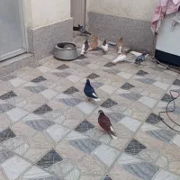 ۸ تا کفتر روهم یک تومان مفت مفت