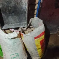 فضله کبوتر|خدمات باغبانی و درختکاری|کنگاور, |دیوار