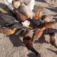 فروش کله جوجه وکله خروس|پرنده|نورآباد ممسنی, |دیوار