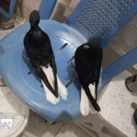 کبوتر   دم سفید