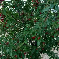 فروش باغ گردو