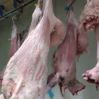 سلام عرضه مستقیم گوشت بره نرینه .کله پاچه وجیگر