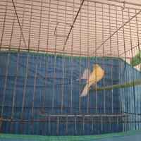 فروش قناری نر|پرنده|ابهر, |دیوار