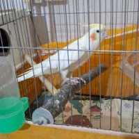 عروس هلندی