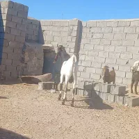 نربز پاکستانی|حیوانات مزرعه|تایباد, |دیوار