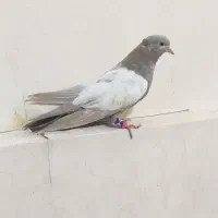 کفتر کله ای خوب|پرنده|قدس, شهرقدس|دیوار