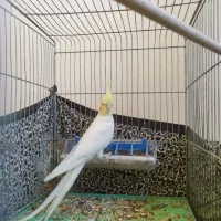 عروس هلندی ماده مست|پرنده|پرند, فاز ۶|دیوار