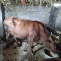 لیشه عالی مخصوص خانه دار|حیوانات مزرعه|رشت, بیجارپس|دیوار