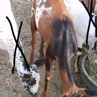 بز سه کهره چرب اصیل