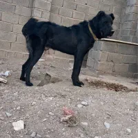 واگذاری سگ