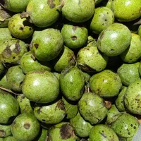 گردو