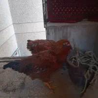 دو عدد مرغ به فروش میرسد|پرنده|شیراز, تحویلی|دیوار