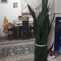 گلهای بسیارزیبا سانسوریا|گل و گیاه طبیعی|رشت, دیانتی|دیوار