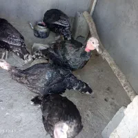 بوقلمون|حیوانات مزرعه|گلبهار, بیزکی|دیوار