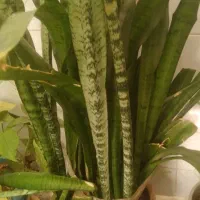 گلهای خانگی|گل و گیاه طبیعی|نظرآباد, نجم آباد|دیوار