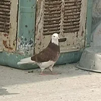جوجه شازده.باخت شده