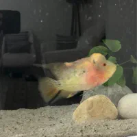 ماهی فلاور هورن