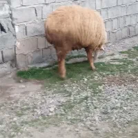 قوچ‌وگوسفند|حیوانات مزرعه|مشگین شهر, |دیوار