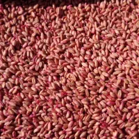 گندم بذر آذر ۲|گل و گیاه طبیعی|کوزران, |دیوار