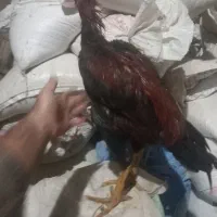 جوجه خروس لاری ۵ماهه از بهترین نژاد|حیوانات مزرعه|شاهین دژ, |دیوار